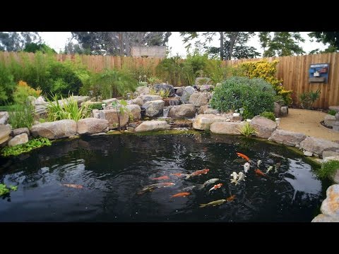 How To Build A Koi Pond - Final