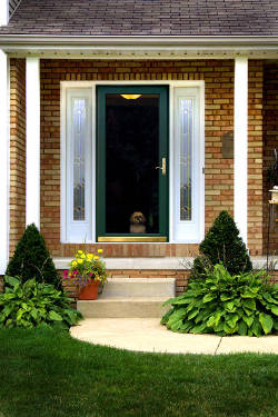 Green storm door with a dog