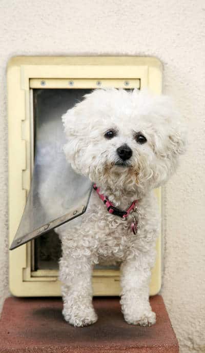 small dog exiting a pet door