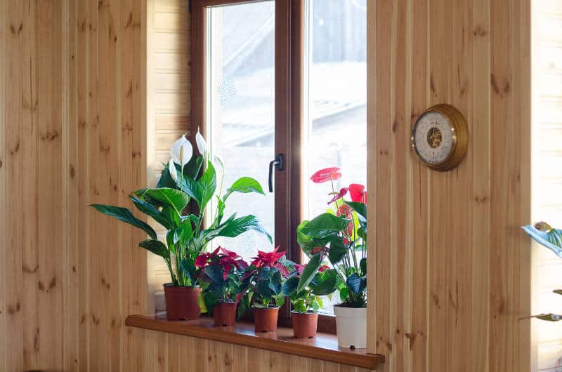 potted plants sitting on a window sill