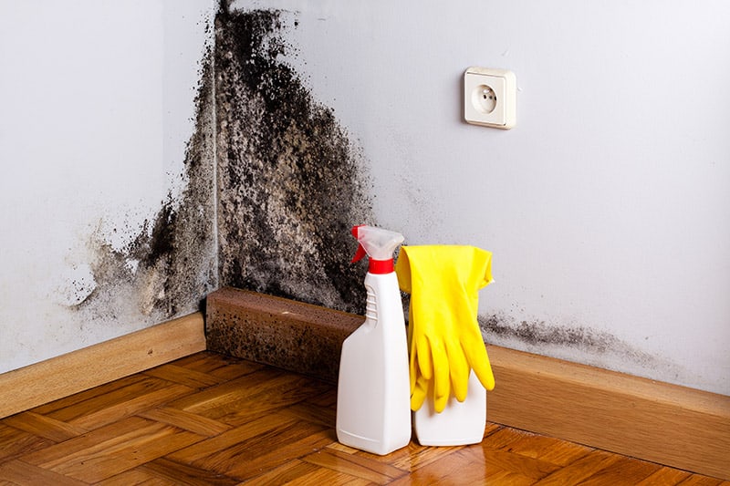 prevent mold in the home