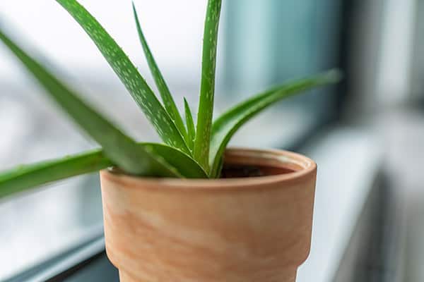 plant on window