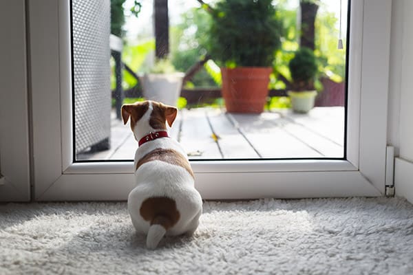 Jack Russel Terrier puppy sitting behind a doggie door
