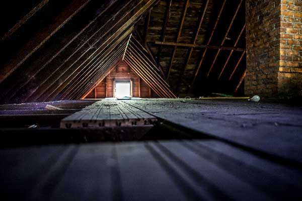 animals-in-attic