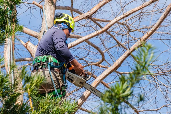 man trimming trees to prepare for storm season