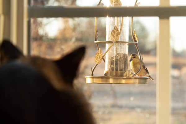 a window bird feeder