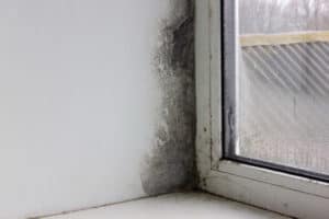 black mold growing on a window frame